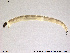  ( - SV 850)  @12 [ ] CreativeCommons - Attribution Non-Commercial Share-Alike (2013) NTNU Museum of Natural History and Archaeology NTNU Museum of Natural History and Archaeology