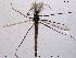  (Chironomus lugubris - SV 886)  @14 [ ] CreativeCommons - Attribution Non-Commercial Share-Alike (2013) NTNU Museum of Natural History and Archaeology NTNU Museum of Natural History and Archaeology