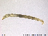  ( - SV 895)  @12 [ ] CreativeCommons - Attribution Non-Commercial Share-Alike (2013) NTNU Museum of Natural History and Archaeology NTNU Museum of Natural History and Archaeology