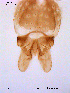  ( - SOE102)  @12 [ ] CreativeCommons - Attribution Non-Commercial Share-Alike (2010) NTNU Museum of Natural History and Archaeology NTNU Museum of Natural History and Archaeology