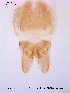  ( - SOE103)  @12 [ ] CreativeCommons - Attribution Non-Commercial Share-Alike (2010) NTNU Museum of Natural History and Archaeology NTNU Museum of Natural History and Archaeology