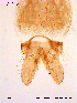  ( - SOE49)  @12 [ ] CreativeCommons - Attribution Non-Commercial Share-Alike (2010) NTNU Museum of Natural History and Archaeology NTNU Museum of Natural History and Archaeology