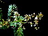  (Albizia myriophylla - FPSCU SS-057)  @11 [ ] CreativeCommons - Attribution Non-Commercial Share-Alike (2017) Unspecified Chulalongkorn University