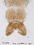  ( - CHIR_CH123)  @12 [ ] CreativeCommons - Attribution Non-Commercial Share-Alike (2010) Unspecified NTNU Museum of Natural History and Archaeology