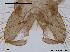  ( - CHIR_CH154)  @12 [ ] CreativeCommons - Attribution Non-Commercial Share-Alike (2010) Unspecified NTNU Museum of Natural History and Archaeology