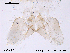  ( - CHIR_CH174)  @12 [ ] CreativeCommons - Attribution Non-Commercial Share-Alike (2010) Unspecified NTNU Museum of Natural History and Archaeology