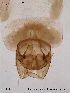  ( - CHIR_CH217)  @12 [ ] CreativeCommons - Attribution Non-Commercial Share-Alike (2010) Unspecified NTNU Museum of Natural History and Archaeology