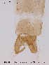  ( - CHIR_CH22)  @12 [ ] CreativeCommons - Attribution Non-Commercial Share-Alike (2010) Unspecified NTNU Museum of Natural History and Archaeology