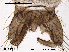  ( - CHIR_CH238)  @12 [ ] CreativeCommons - Attribution Non-Commercial Share-Alike (2010) Unspecified NTNU Museum of Natural History and Archaeology