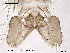  ( - CHIR_CH267)  @12 [ ] CreativeCommons - Attribution Non-Commercial Share-Alike (2010) Unspecified NTNU Museum of Natural History and Archaeology