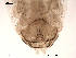  ( - CHIR_CH268)  @12 [ ] CreativeCommons - Attribution Non-Commercial Share-Alike (2010) Unspecified NTNU Museum of Natural History and Archaeology