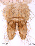  ( - CHIR_CH280)  @14 [ ] CreativeCommons - Attribution Non-Commercial Share-Alike (2010) Unspecified NTNU Museum of Natural History and Archaeology