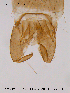  ( - CHIR_CH36)  @13 [ ] CreativeCommons - Attribution Non-Commercial Share-Alike (2010) Unspecified NTNU Museum of Natural History and Archaeology