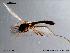  (Chironomus sp. 3TE - CHIR_CH533)  @13 [ ] CreativeCommons - Attribution Non-Commercial Share-Alike (2010) Unspecified NTNU Museum of Natural History and Archaeology