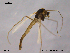 ( - CHIR_CH573)  @13 [ ] CreativeCommons - Attribution Non-Commercial Share-Alike (2010) Unspecified NTNU Museum of Natural History and Archaeology