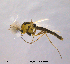  ( - CHIR_CH588)  @13 [ ] CreativeCommons - Attribution Non-Commercial Share-Alike (2010) Unspecified NTNU Museum of Natural History and Archaeology