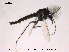  ( - CHIR_CH597)  @12 [ ] CreativeCommons - Attribution Non-Commercial Share-Alike (2010) Unspecified NTNU Museum of Natural History and Archaeology