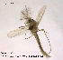  ( - CHIR_CH598)  @11 [ ] CreativeCommons - Attribution Non-Commercial Share-Alike (2010) Unspecified NTNU Museum of Natural History and Archaeology