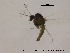  ( - CHIR_CH601)  @13 [ ] CreativeCommons - Attribution Non-Commercial Share-Alike (2010) Unspecified NTNU Museum of Natural History and Archaeology