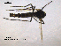  ( - CHIR_CH605)  @13 [ ] CreativeCommons - Attribution Non-Commercial Share-Alike (2010) Unspecified NTNU Museum of Natural History and Archaeology