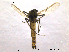  ( - CHIR_CH606)  @13 [ ] CreativeCommons - Attribution Non-Commercial Share-Alike (2010) Unspecified NTNU Museum of Natural History and Archaeology