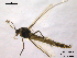  ( - CHIR_CH608)  @13 [ ] CreativeCommons - Attribution Non-Commercial Share-Alike (2010) Unspecified NTNU Museum of Natural History and Archaeology