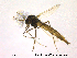  ( - CHIR_CH609)  @13 [ ] CreativeCommons - Attribution Non-Commercial Share-Alike (2010) Unspecified NTNU Museum of Natural History and Archaeology