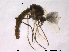 (Procladius exilis - CHIR_CH626)  @14 [ ] CreativeCommons - Attribution Non-Commercial Share-Alike (2010) Unspecified NTNU Museum of Natural History and Archaeology