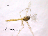  ( - CHIR_CH628)  @11 [ ] CreativeCommons - Attribution Non-Commercial Share-Alike (2010) Unspecified NTNU Museum of Natural History and Archaeology