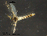 ( - CHIR_CH638)  @13 [ ] CreativeCommons - Attribution Non-Commercial Share-Alike (2010) Unspecified NTNU Museum of Natural History and Archaeology