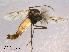  ( - CHIR_CH639)  @12 [ ] CreativeCommons - Attribution Non-Commercial Share-Alike (2010) Unspecified NTNU Museum of Natural History and Archaeology