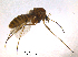  ( - CHIR_CH641)  @13 [ ] CreativeCommons - Attribution Non-Commercial Share-Alike (2010) Unspecified NTNU Museum of Natural History and Archaeology