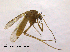  ( - CHIR_CH642)  @13 [ ] CreativeCommons - Attribution Non-Commercial Share-Alike (2010) Unspecified NTNU Museum of Natural History and Archaeology