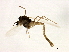  (Chironominae - HLC-27012)  @15 [ ] CreativeCommons - Attribution (2009) Unspecified Centre for Biodiversity Genomics