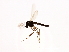  (Limnophyes sp. ES13 - HLC-27084)  @14 [ ] CreativeCommons - Attribution (2009) Unspecified Centre for Biodiversity Genomics
