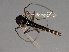  (Psectrocladius barbimanus - HLC-26951)  @14 [ ] CreativeCommons - Attribution (2009) Unspecified Centre for Biodiversity Genomics
