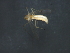  ( - HLC-27182)  @12 [ ] CreativeCommons - Attribution (2009) Unspecified Centre for Biodiversity Genomics