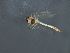  ( - HLC-27187)  @13 [ ] CreativeCommons - Attribution (2009) Unspecified Centre for Biodiversity Genomics