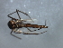 ( - HLC-27193)  @13 [ ] CreativeCommons - Attribution (2009) Unspecified Centre for Biodiversity Genomics