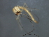  ( - HLC-27204)  @12 [ ] CreativeCommons - Attribution (2009) Unspecified Centre for Biodiversity Genomics