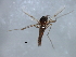  ( - HLC-27206)  @12 [ ] CreativeCommons - Attribution (2009) Unspecified Centre for Biodiversity Genomics