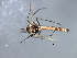  ( - HLC-27207)  @12 [ ] CreativeCommons - Attribution (2009) Unspecified Centre for Biodiversity Genomics