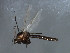  ( - HLC-27226)  @12 [ ] CreativeCommons - Attribution (2009) Unspecified Centre for Biodiversity Genomics