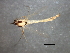  ( - HLC-27244)  @13 [ ] CreativeCommons - Attribution (2009) Unspecified Centre for Biodiversity Genomics