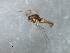  ( - HLC-27309)  @12 [ ] CreativeCommons - Attribution (2009) Unspecified Centre for Biodiversity Genomics