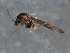  ( - HLC-27322)  @14 [ ] CreativeCommons - Attribution (2009) Unspecified Centre for Biodiversity Genomics