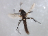  ( - HLC-27364)  @12 [ ] CreativeCommons - Attribution (2009) Unspecified Centre for Biodiversity Genomics
