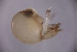  ( - sci2665)  @11 [ ] CreativeCommons  Attribution Non-Commercial Share-Alike (2021) Unspecified Instituto de Productos Naturales y Agrobiología, Consejo Superior de Investigaciones Científicas (IPNA-CSIC)