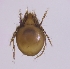  ( - sci2509)  @11 [ ] CreativeCommons  Attribution Non-Commercial Share-Alike (2021) Unspecified Instituto de Productos Naturales y Agrobiología, Consejo Superior de Investigaciones Científicas (IPNA-CSIC)