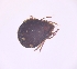  (Cepheus latus - sci2600)  @11 [ ] CreativeCommons  Attribution Non-Commercial Share-Alike (2021) Unspecified Instituto de Productos Naturales y Agrobiología, Consejo Superior de Investigaciones Científicas (IPNA-CSIC)